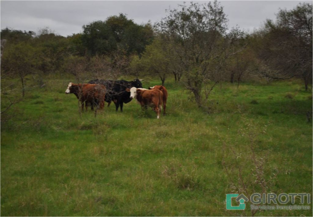 Imagen12
