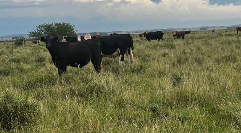 1.200 HA LAVALLEJA URUGUAY