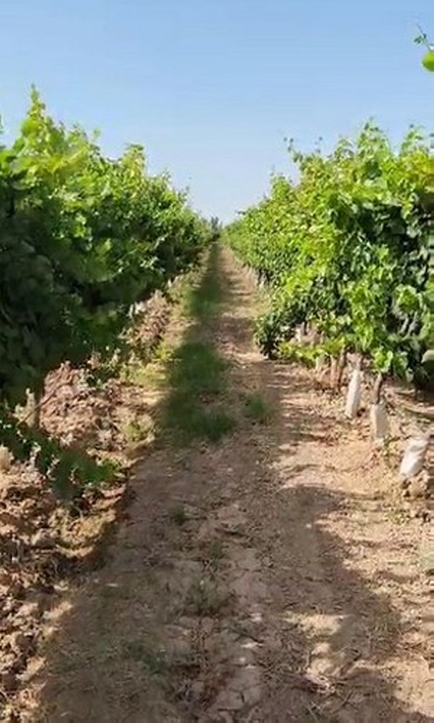 42 ha EXCEPCIONAL FINCA MENDOZA VIDES Y OLIVO