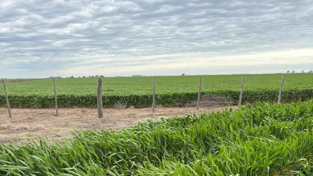 510 ha AGRICOLAS DE PRIMERA, FARO CORONEL DORREGO