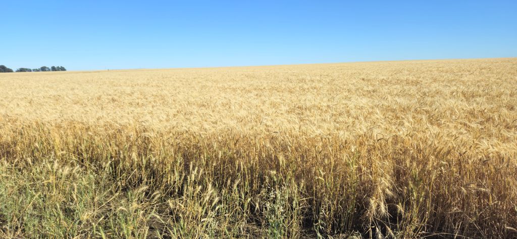 1.000 HA BAHIA BLANCA